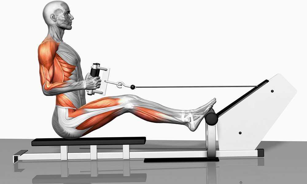 Горизонтальная рычажная тяга в тренажере, который еще называют хаммер, эффективно развивает широчайшие мышцы спины Техника упражнения и секреты тренировки