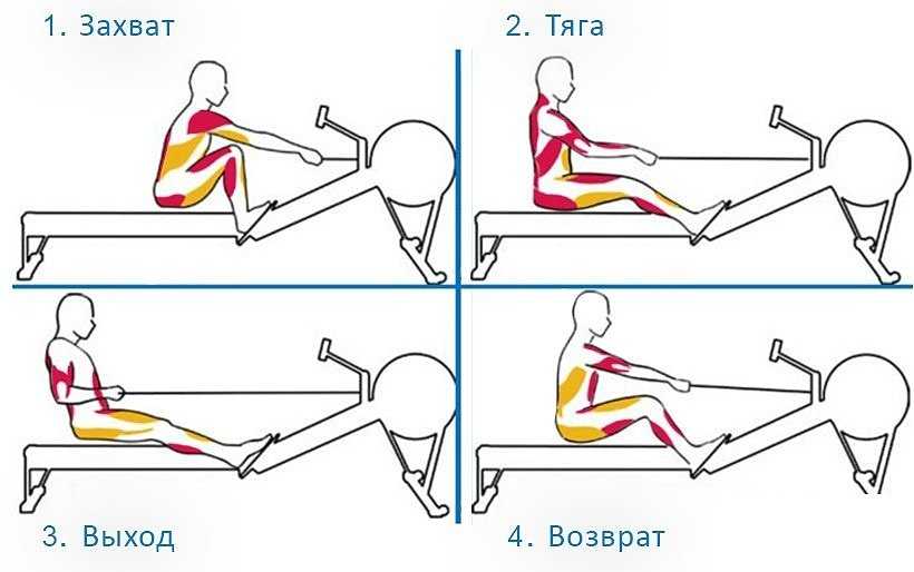 Тренажер "гребля": как правильно заниматься, какие мышцы работают - tony.ru