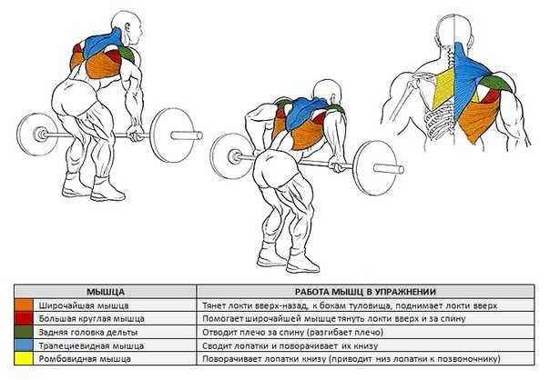 Тяга штанги за спиной стоя: техника выполнения упражнения на заднюю дельту Польза и противопоказания Типичные ошибки начинающих атлетов