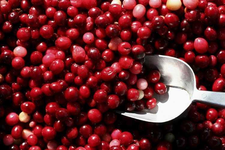 Клюква на спирту: домашние настойки и наливки с целебной северной ягодой – сайт о винограде и вине