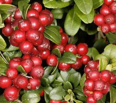 Лечебные свойства ягод и листьев брусники