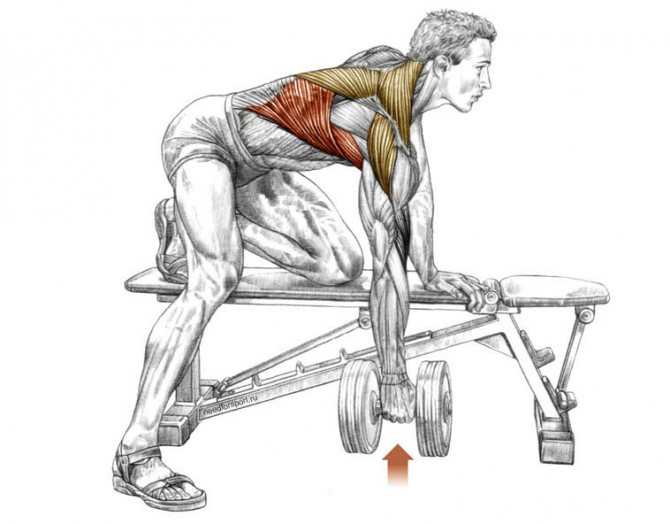 Как правильно тренироваться, чтобы накачать широкую спину: упражнения и правильная техника прокачки широчайших мышц