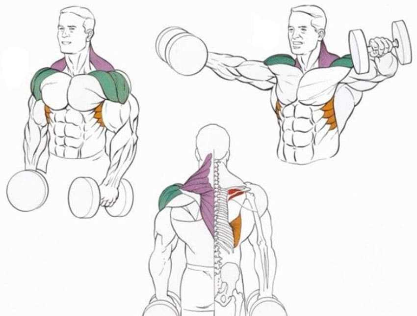 Упражнения для дельтовидных мышц