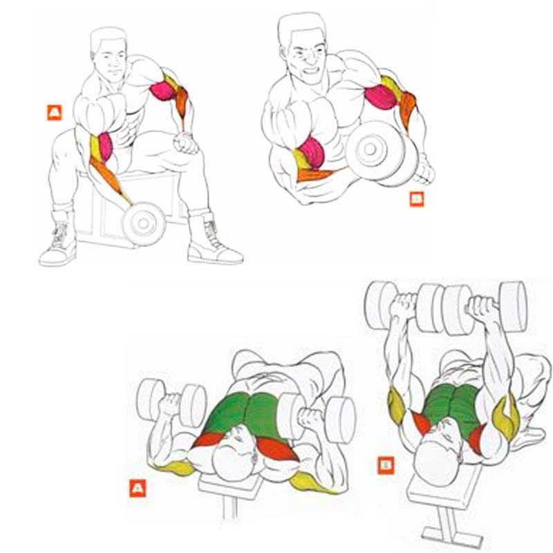 Отжимания на брусьях: какие мышцы работают, эффективная тренировка трицепсов | rulebody.ru — правила тела