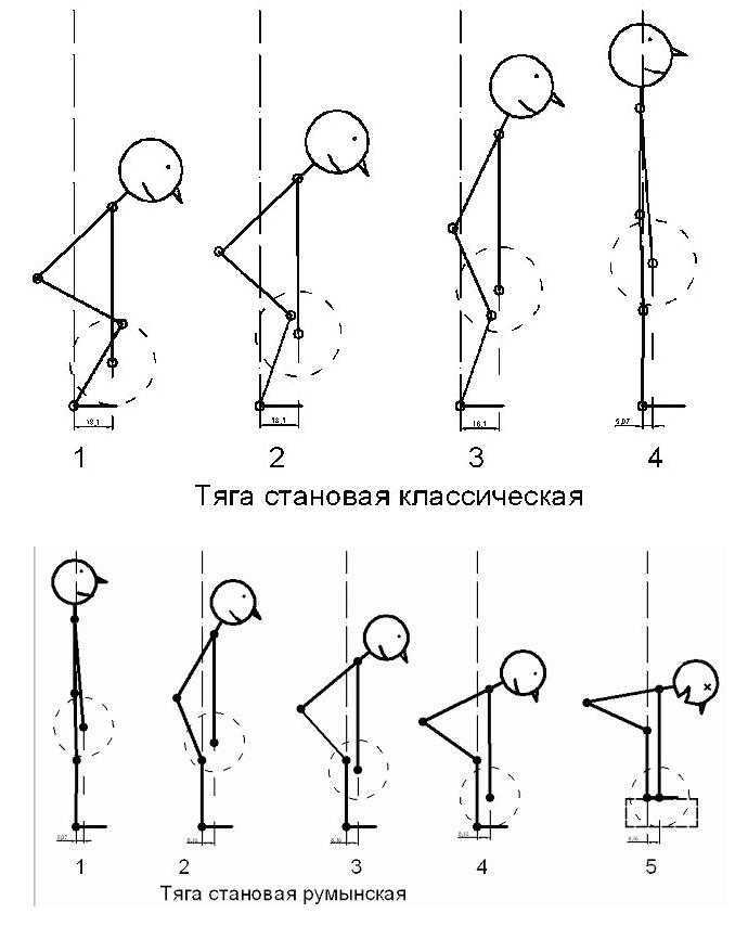Румынская становая тяга: техника выполнения, какие мышцы работают в отличии от классической | irksportmol.ru