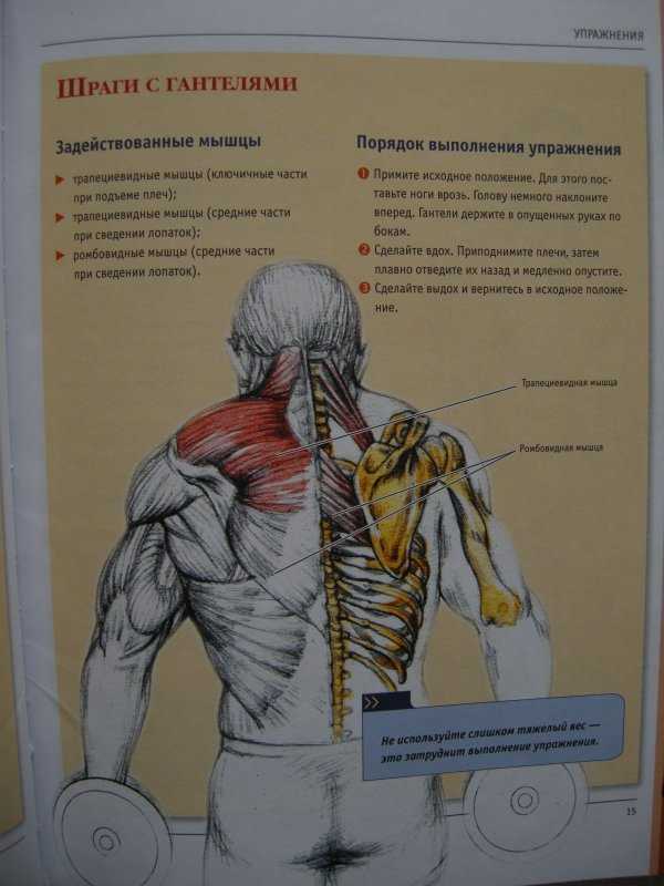 Хорошее упражнение для прокачки верха спины - шраги со штангой :: syl.ru