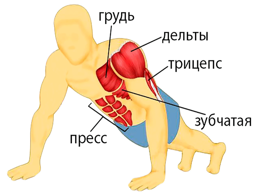 Упражнения и какие мышцы работают картинки