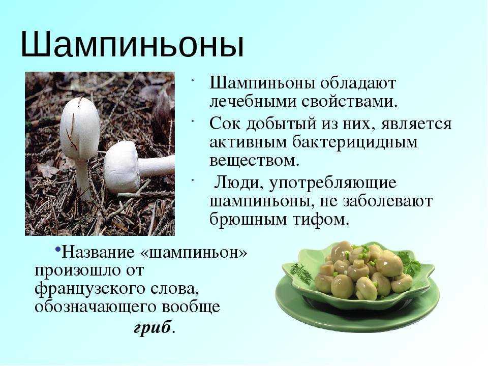 Польза и вред грибов вешенок для организма