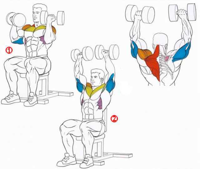 Упражнение жим Арнольда направлено на плечи и предназначено для качественной прорисовки дельтовидных мышц Разбираем работу мышц и технику выполнения сидя