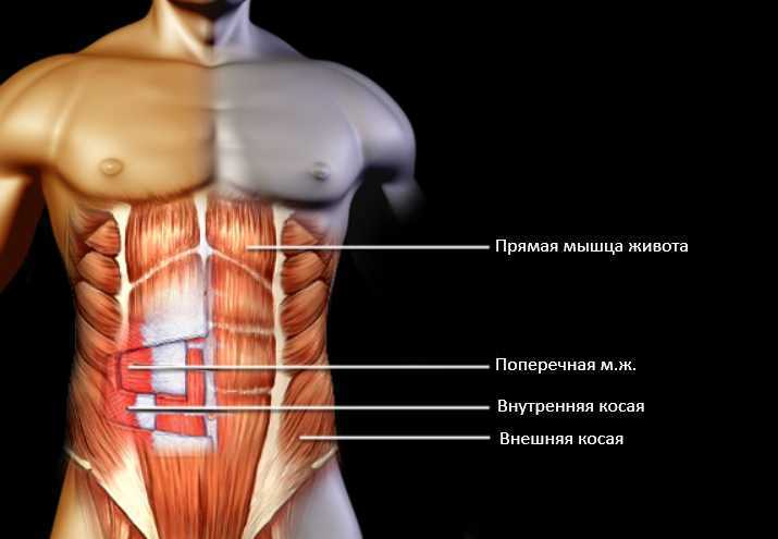 Как накачать косые мышцы живота?