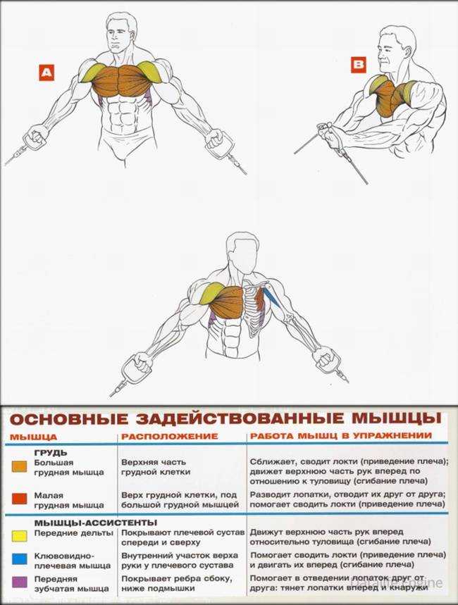 Как накачать грудь гантелями: программа тренировок на грудные мышцы для мужчины в зале и в домашних условиях