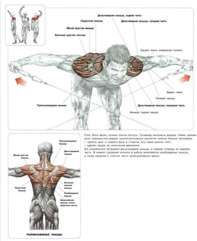 Как накачать спину и плечи: лучший комплекс упражнений